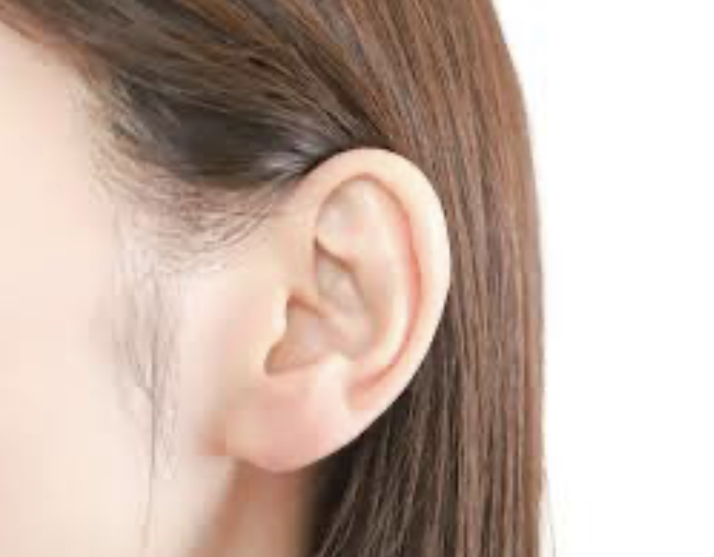 🧏耳の仕組み🧏