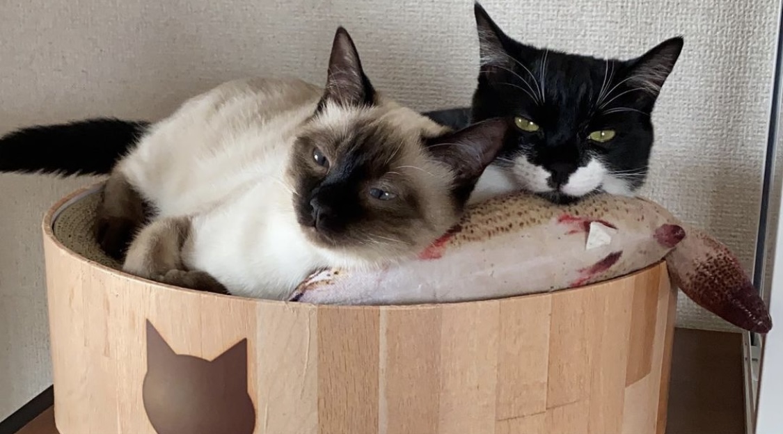 ＼NAYUTASのNは茄子川のN。猫の日ですし、うちの愛猫公開するにゃーん！！！／NAYUTAS本山校