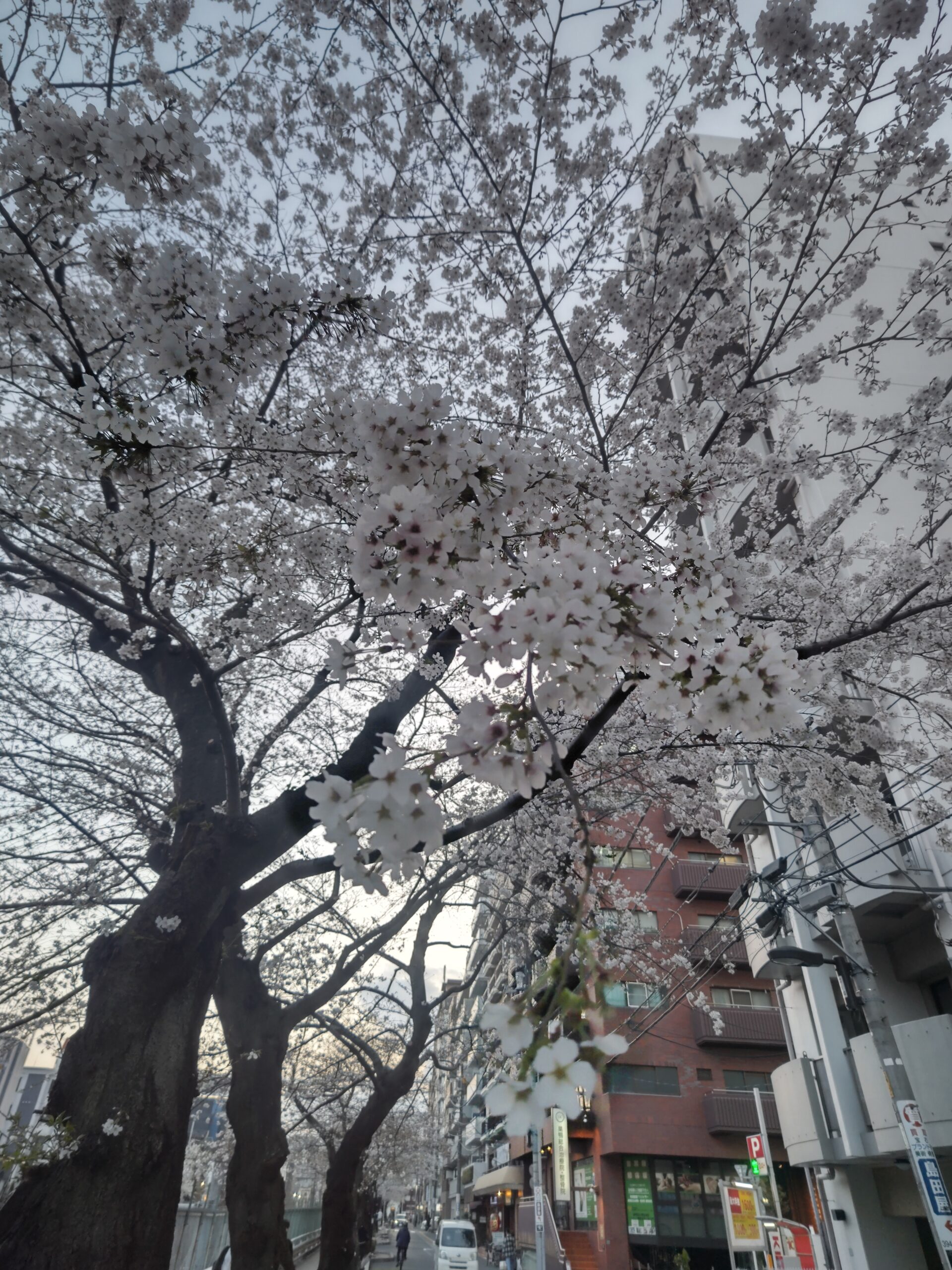 桜が満開です！～ボイトレ教室NAYUTAS巣鴨校