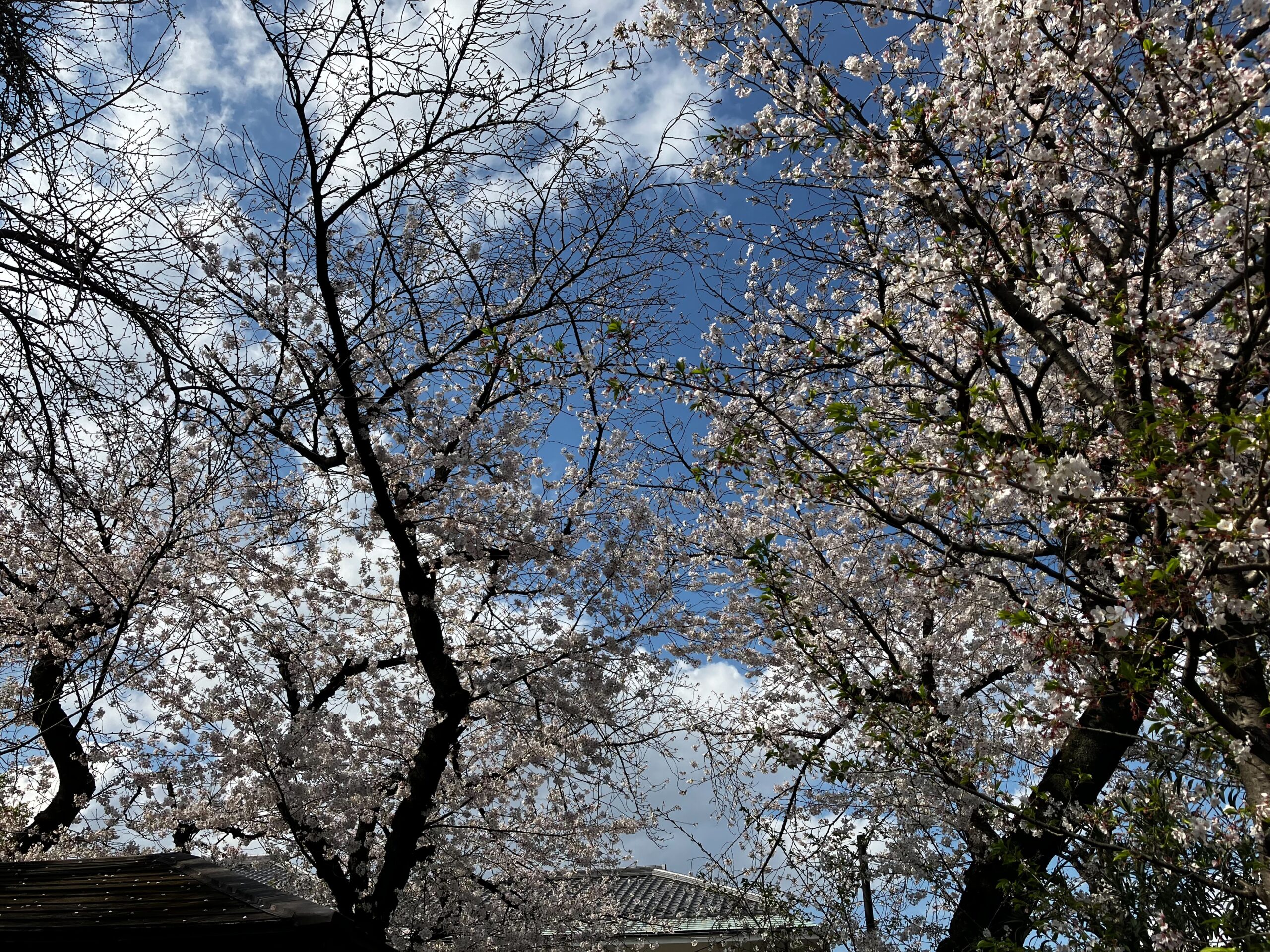 桜咲く！2