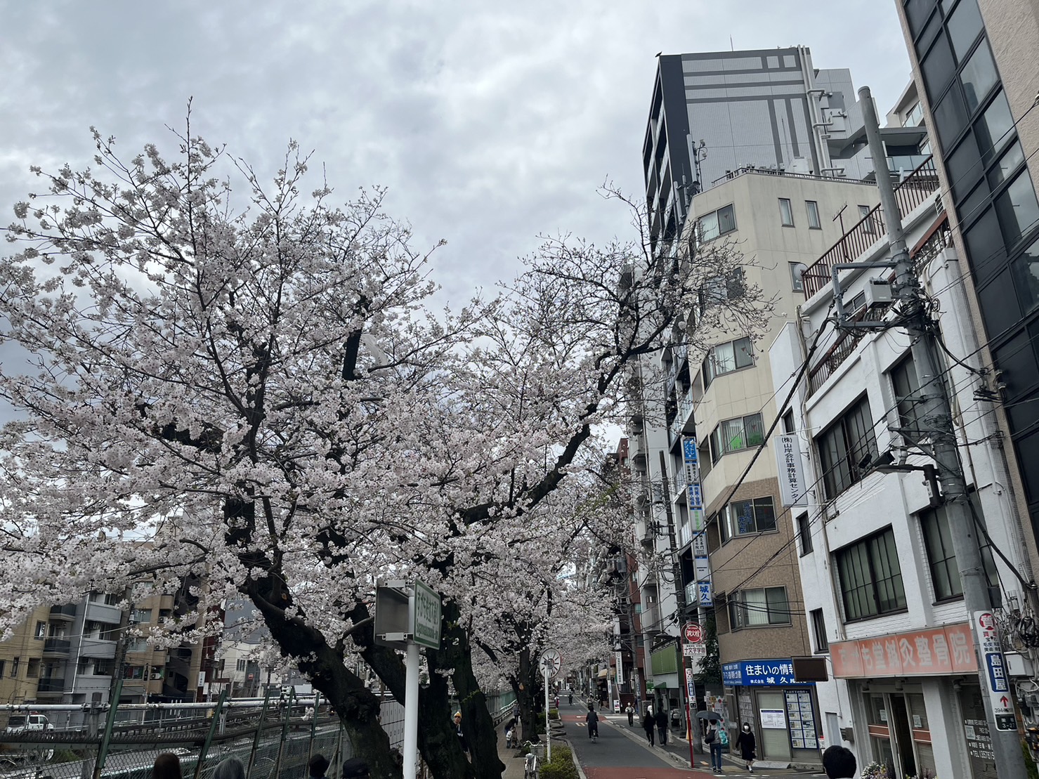 どの「さくら」が好きですか？～ボイトレ教室NAYUTAS巣鴨校
