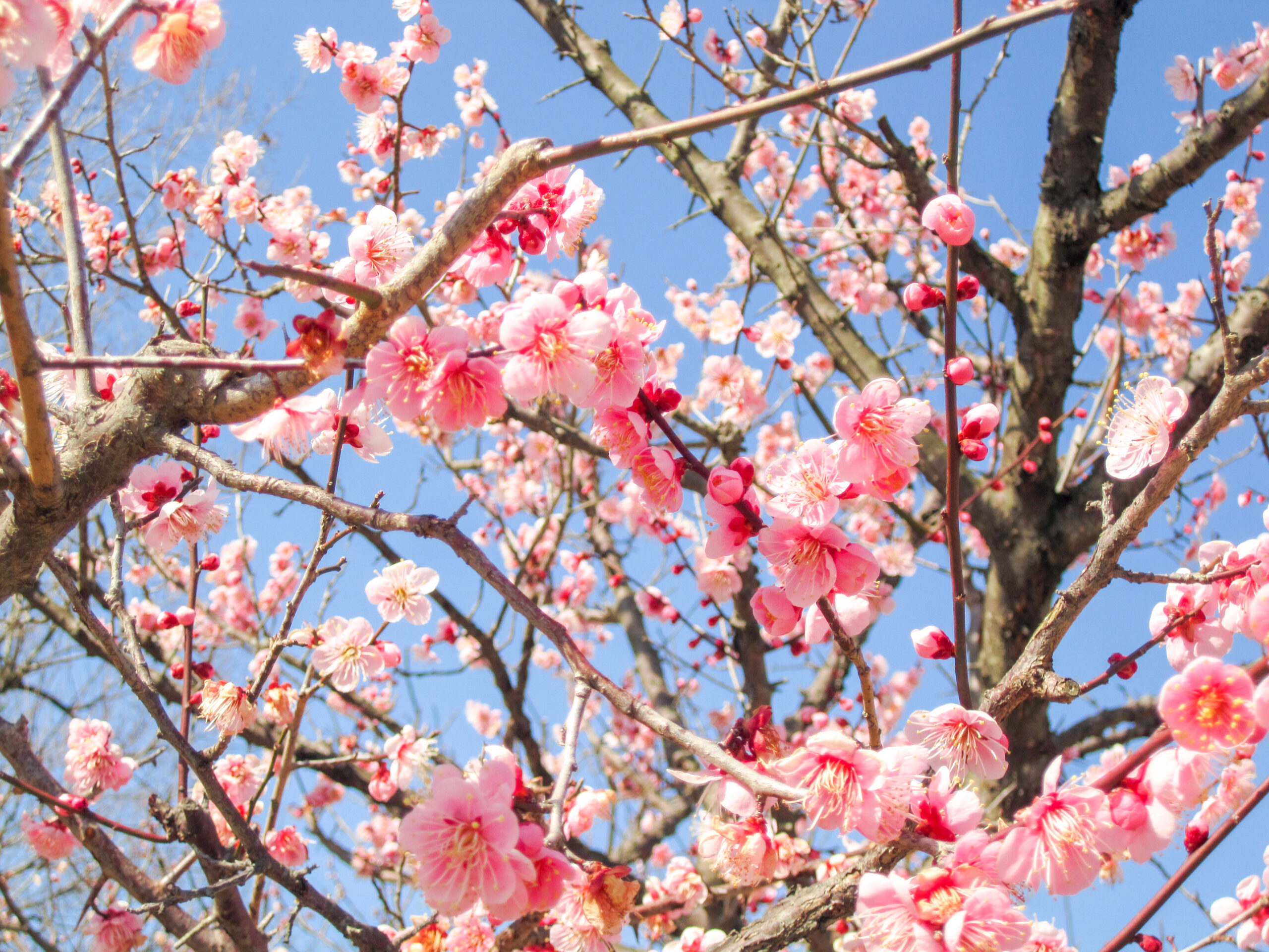 桜より梅派🌸