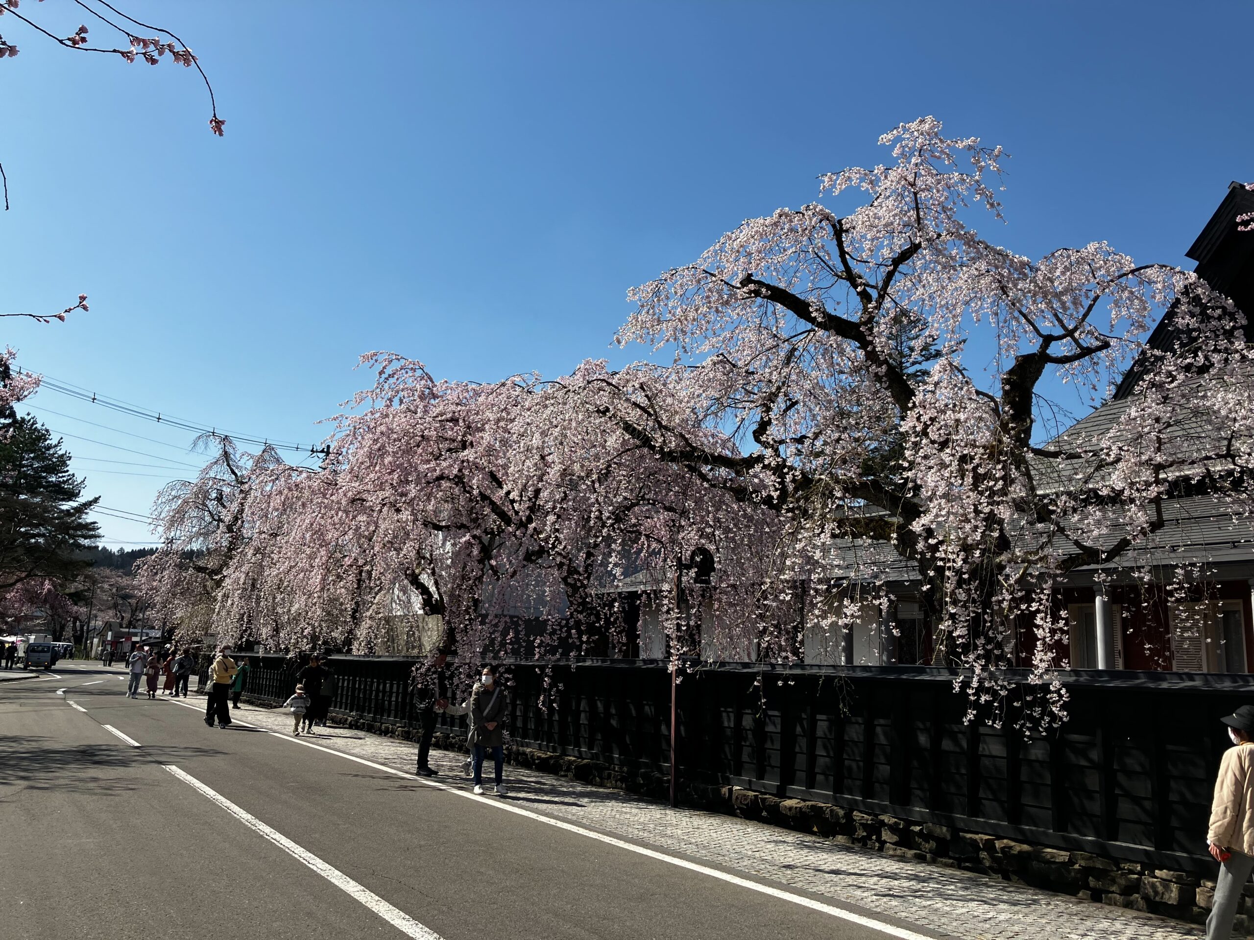 秋田県角館「武家屋敷」の桜、満開でした。