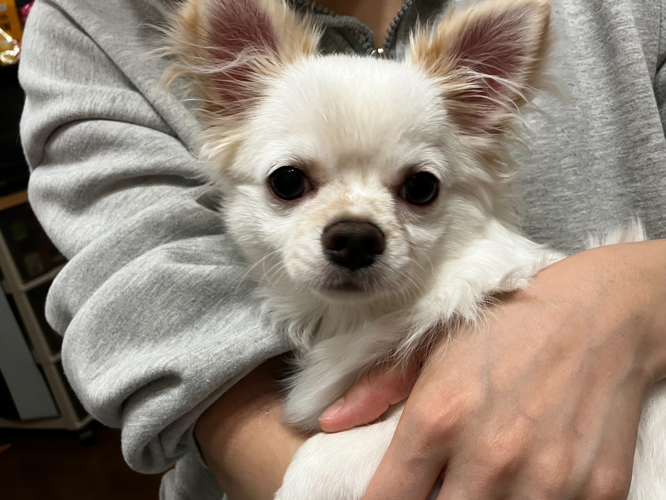 新しい家族迎えました