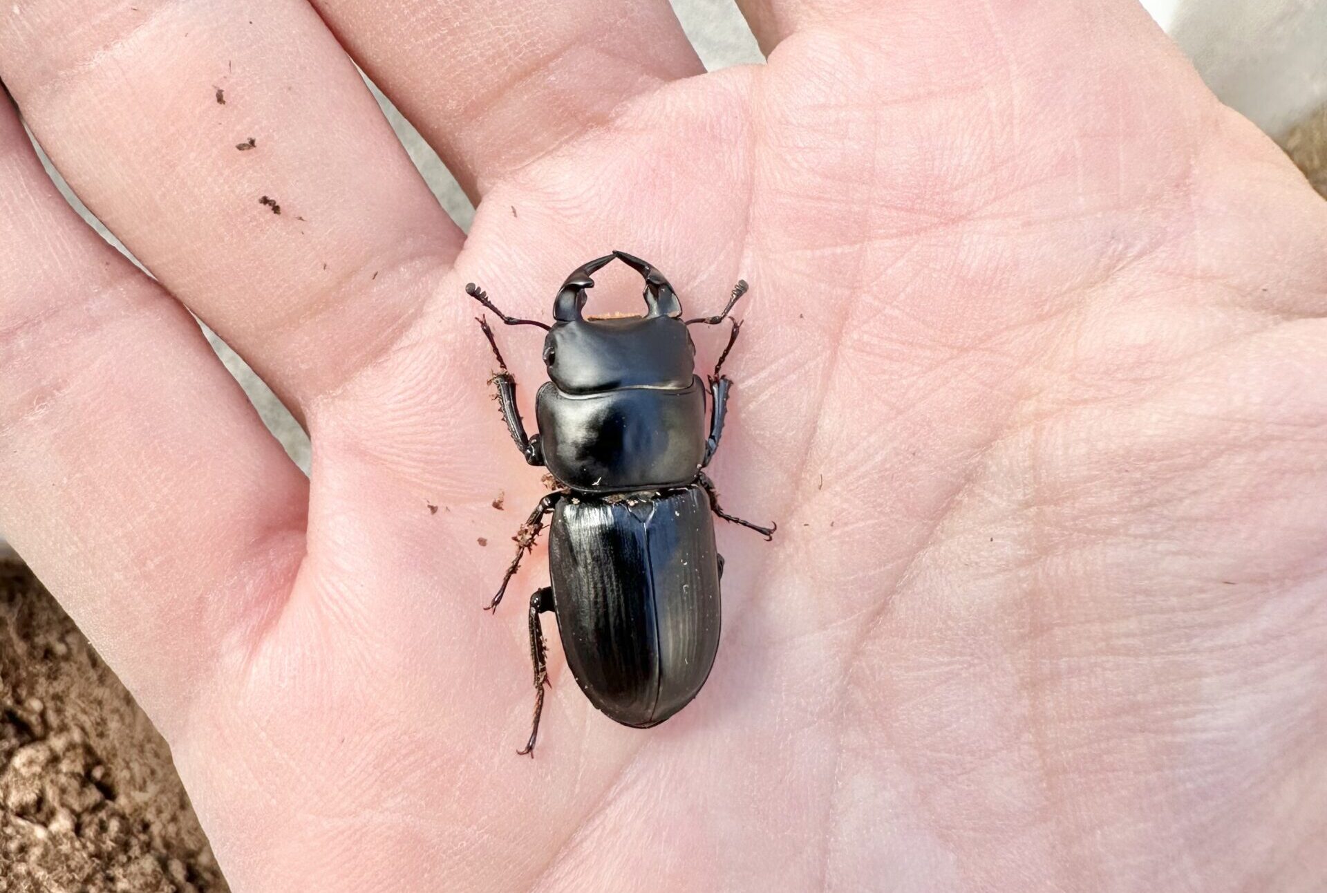 校長はクワガタを飼っています