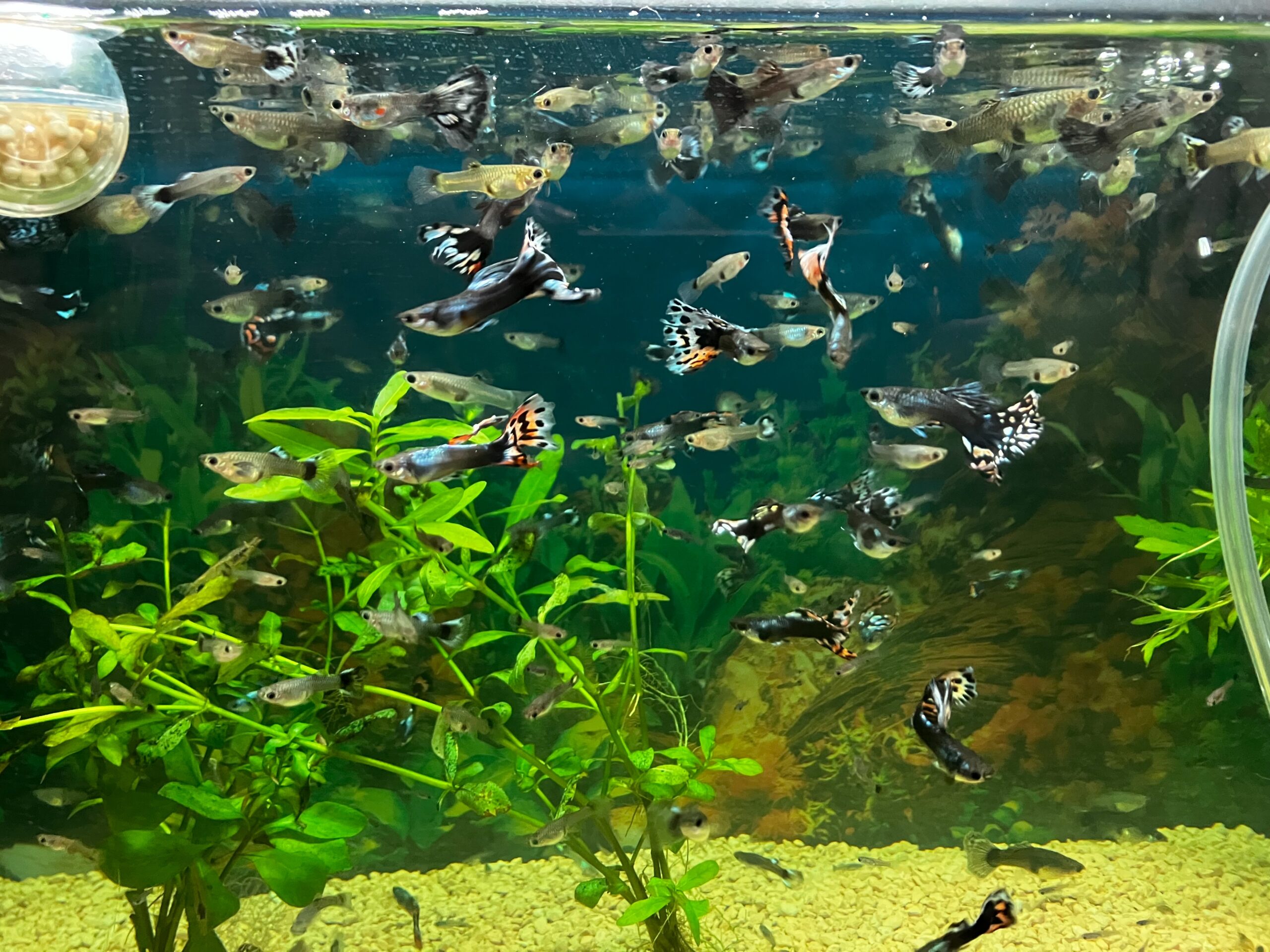 大変ですが、癒されるお魚達！