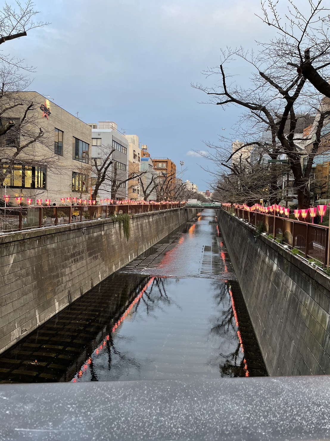 今年の桜は？