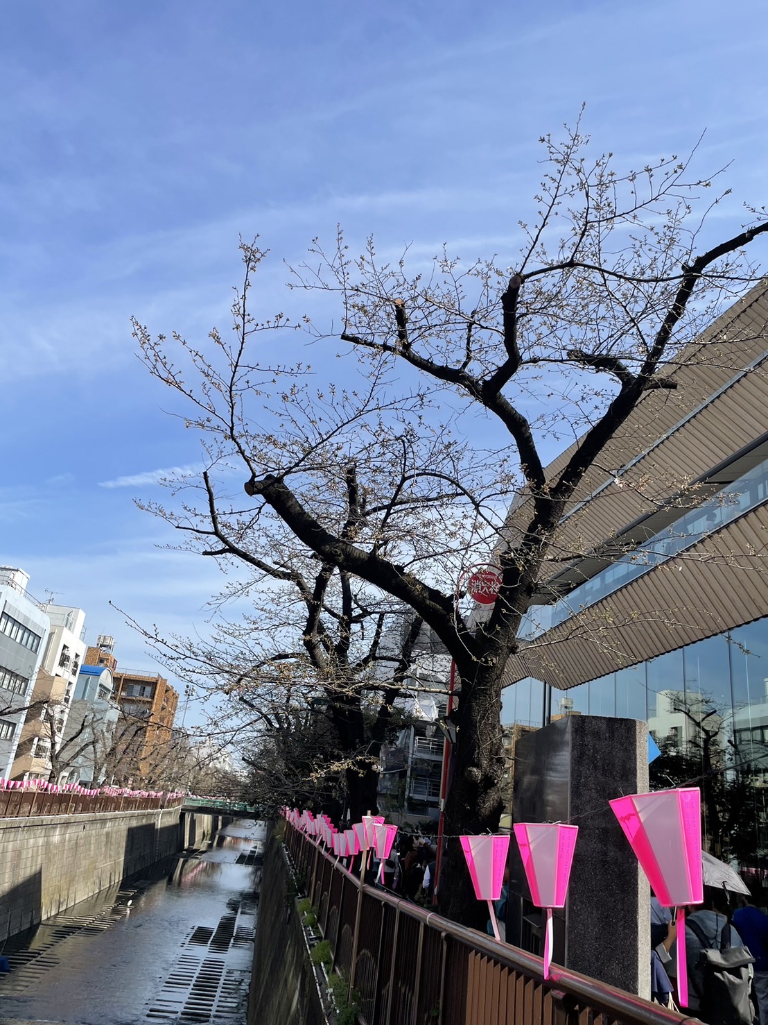 目黒川の桜🌸part3