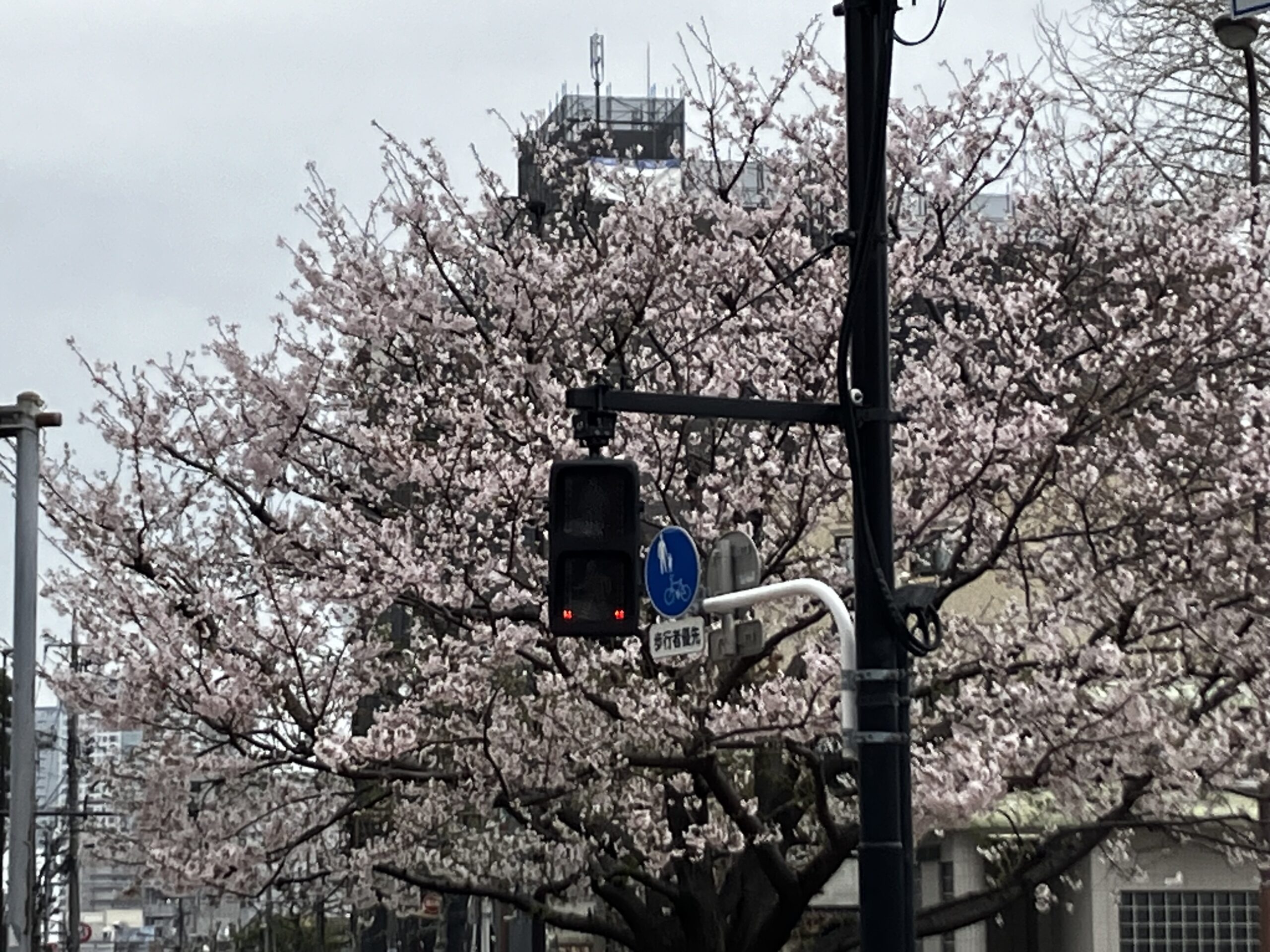 大井町の一本桜🌸