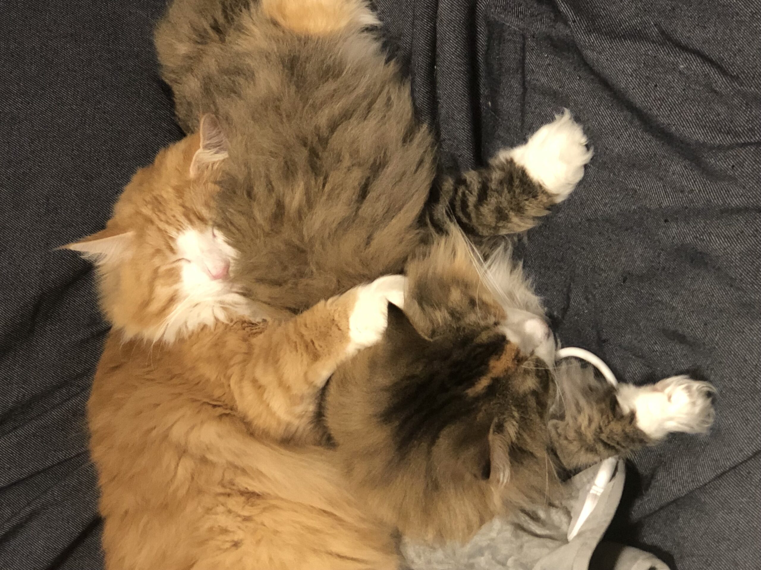 うちの猫たち