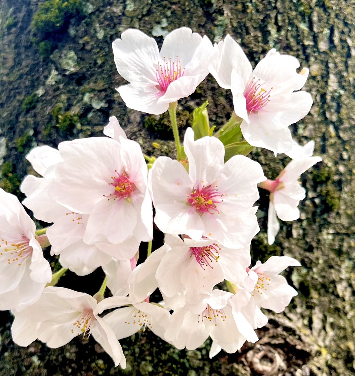 桜の季節