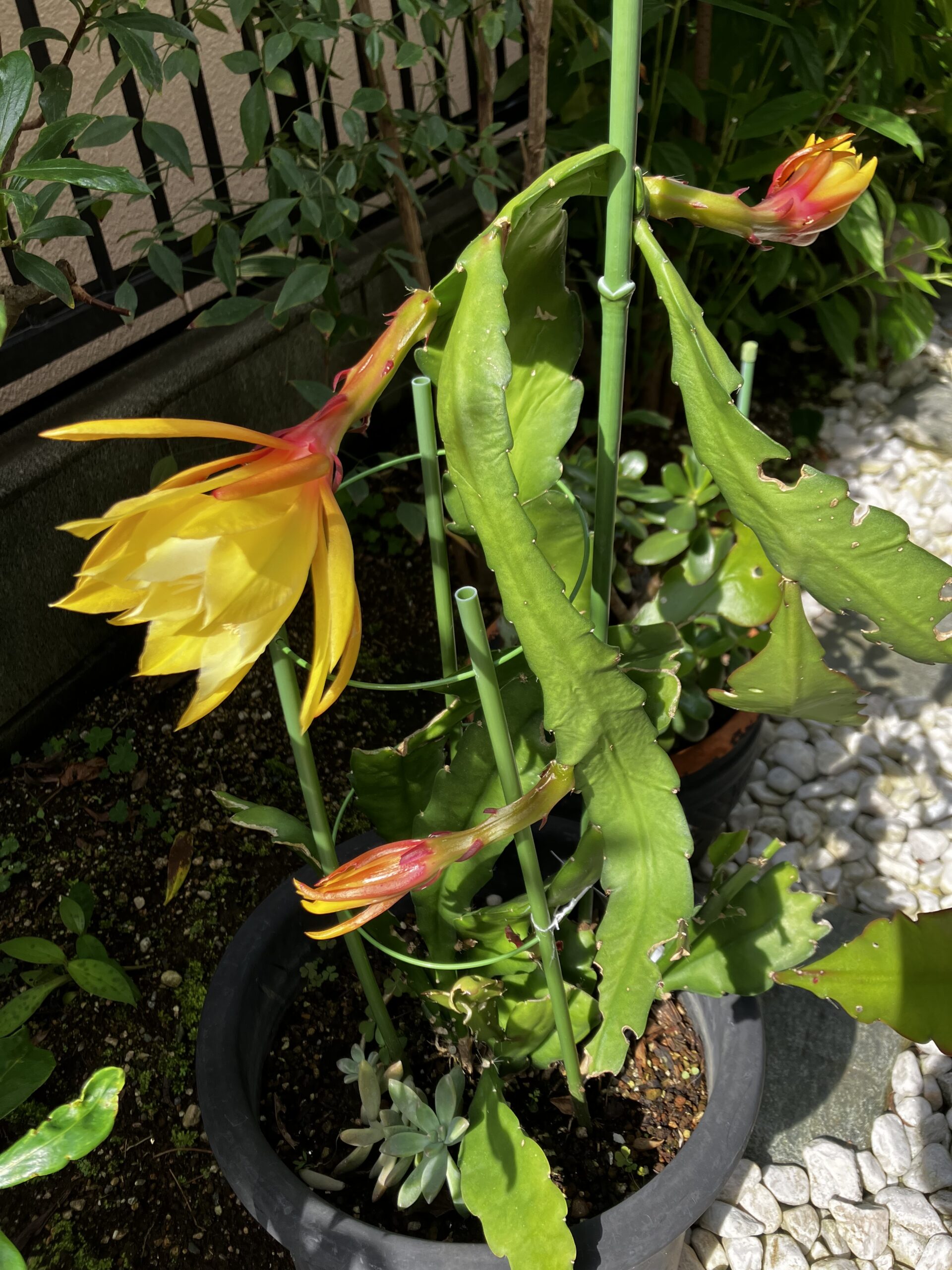 黄色系くじゃくさぼてん開花！