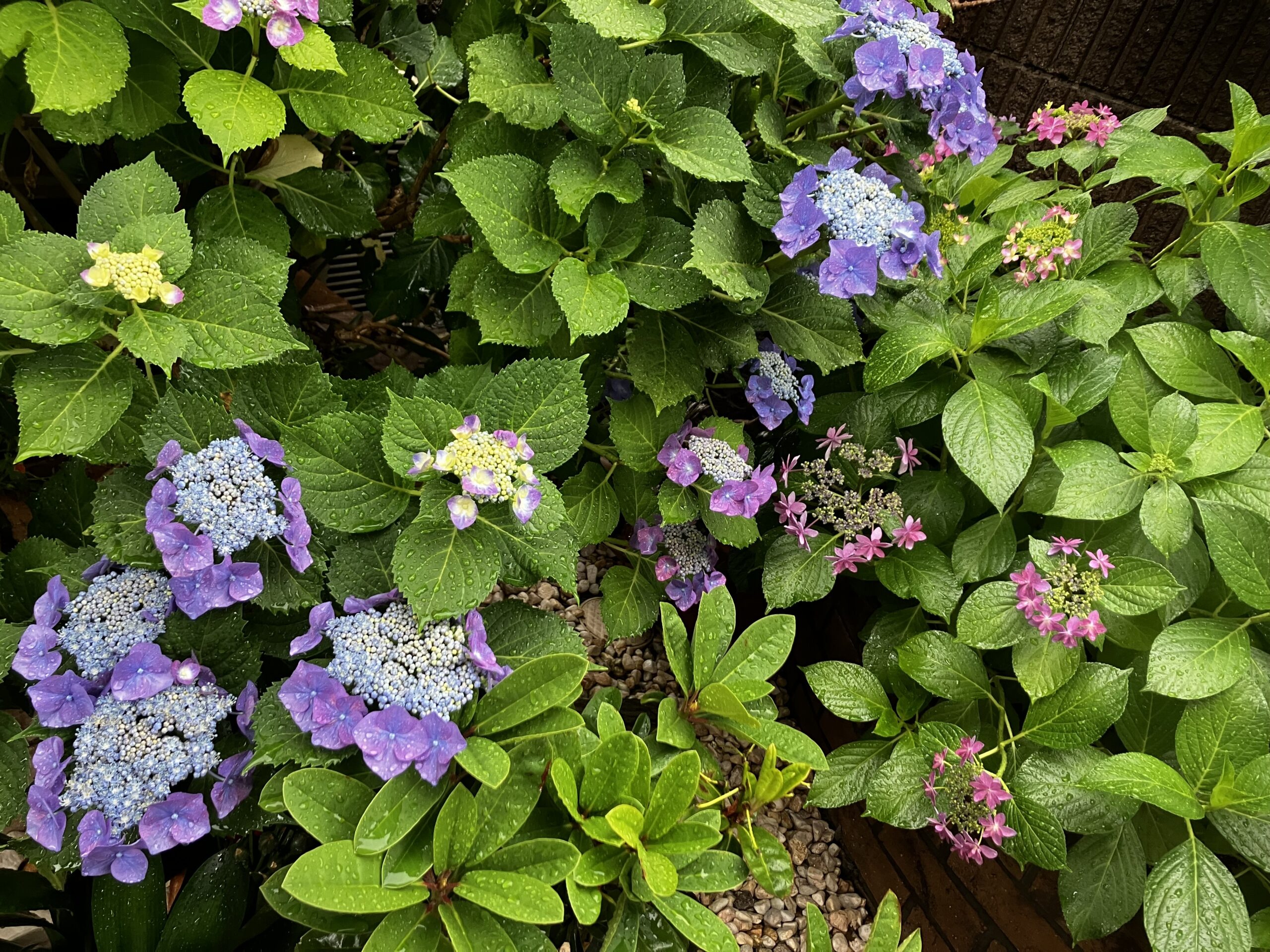 雨の中の紫陽花