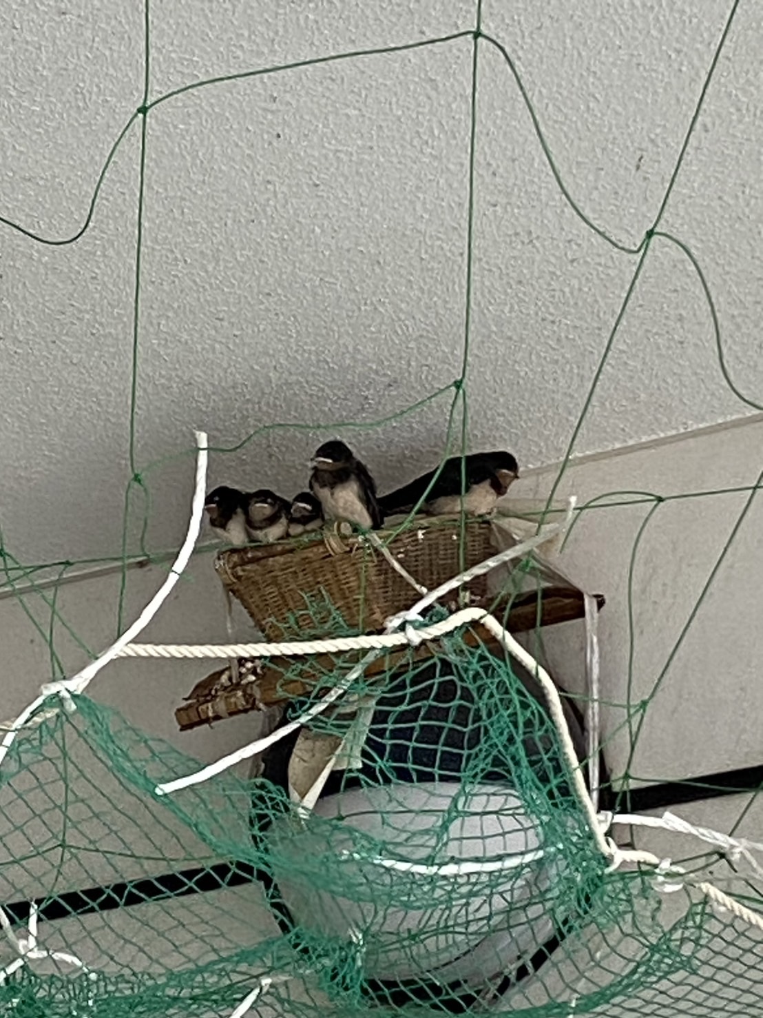 今年もやってきた！