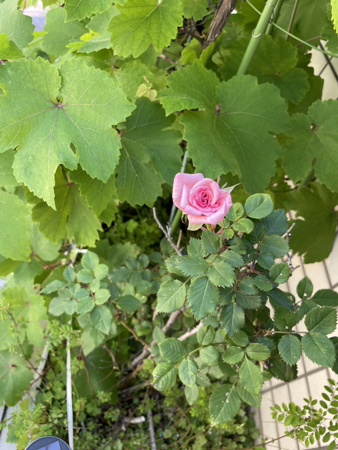 ピンクのミニ薔薇開花！