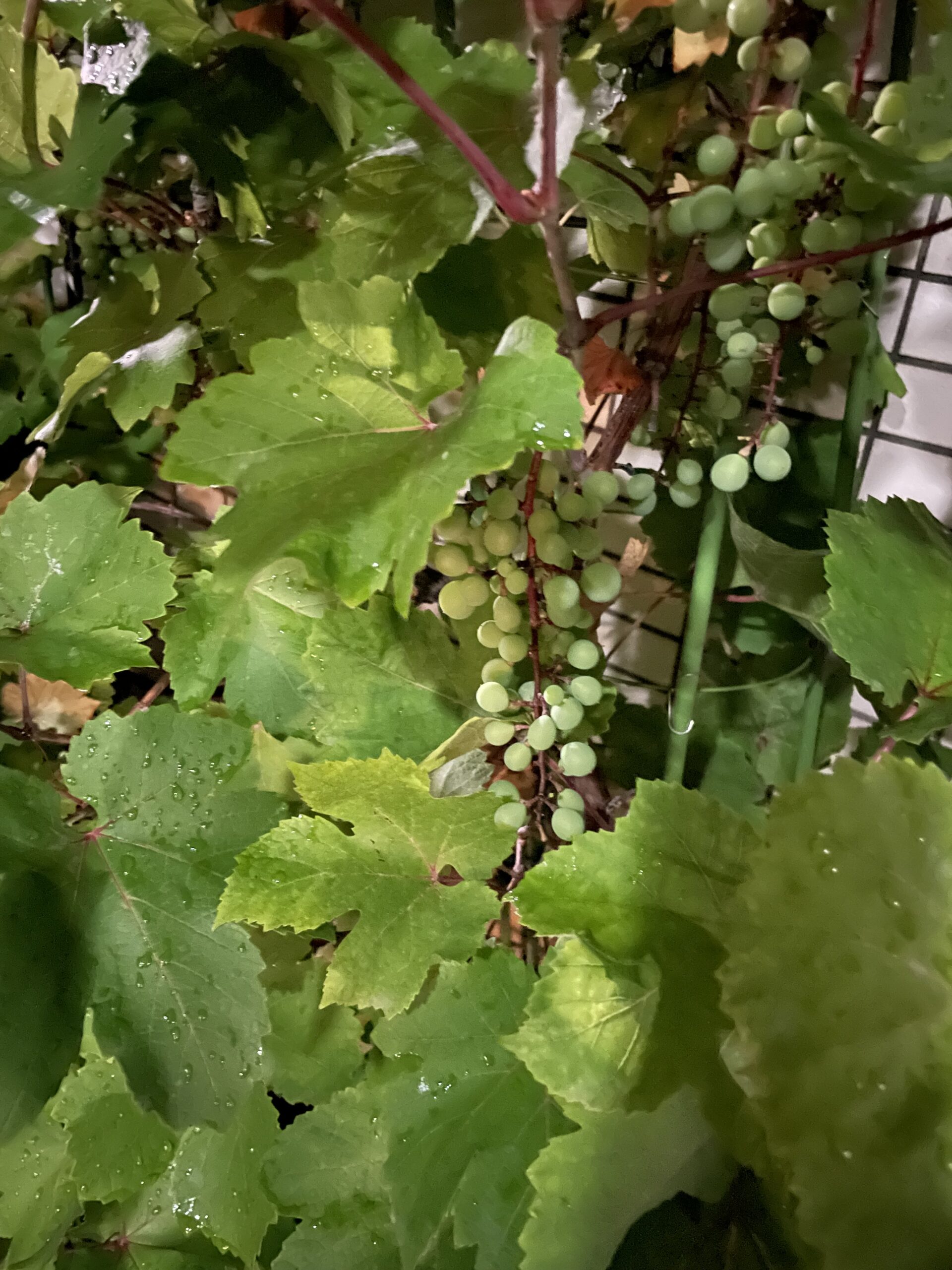 ぶどう🍇