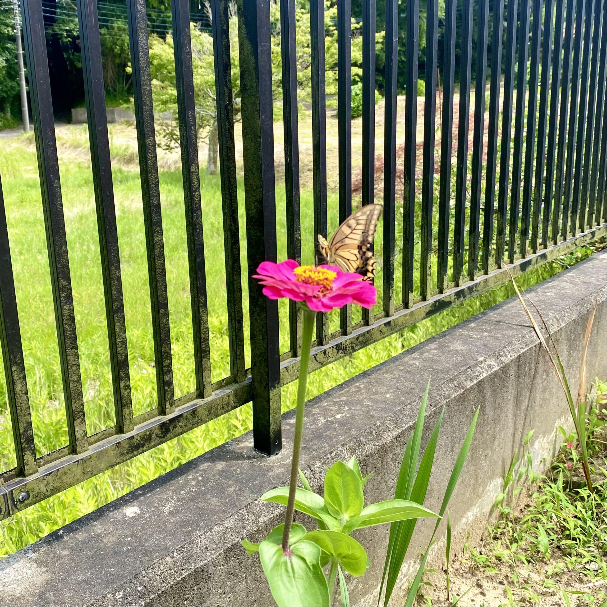 母が植えた百日草に。。。