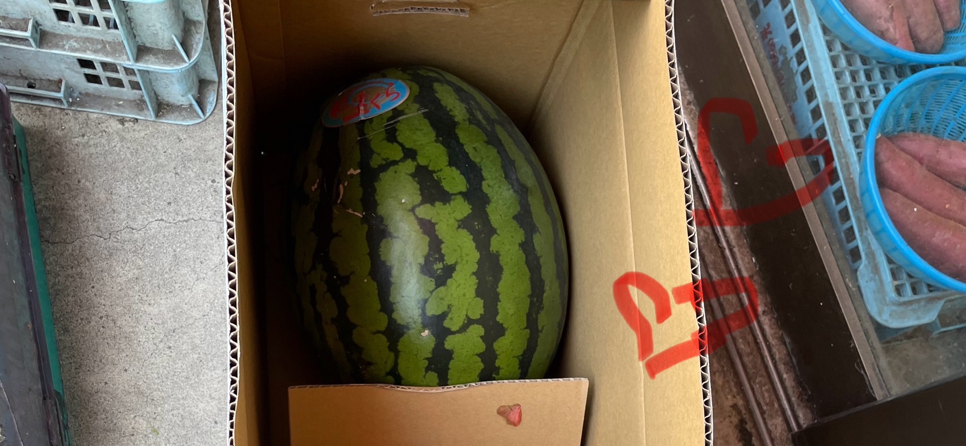🍉西瓜すいか大王の季節