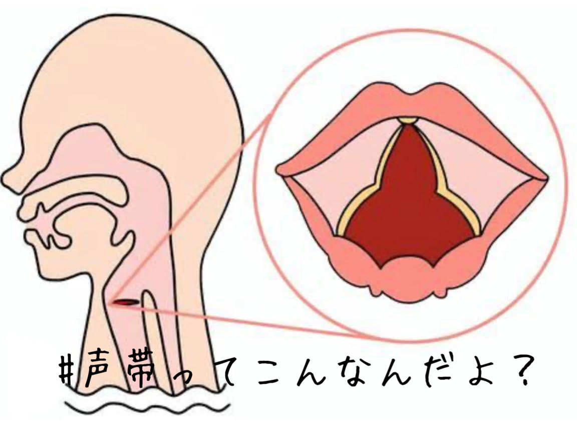 声帯のしくみを知ろう！🤔