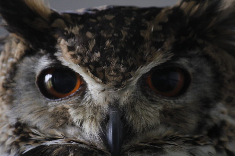 【NAYUTAS 二子玉川校】「Luminance」歌詞考察  ――『国宝』を照らす魂の光――