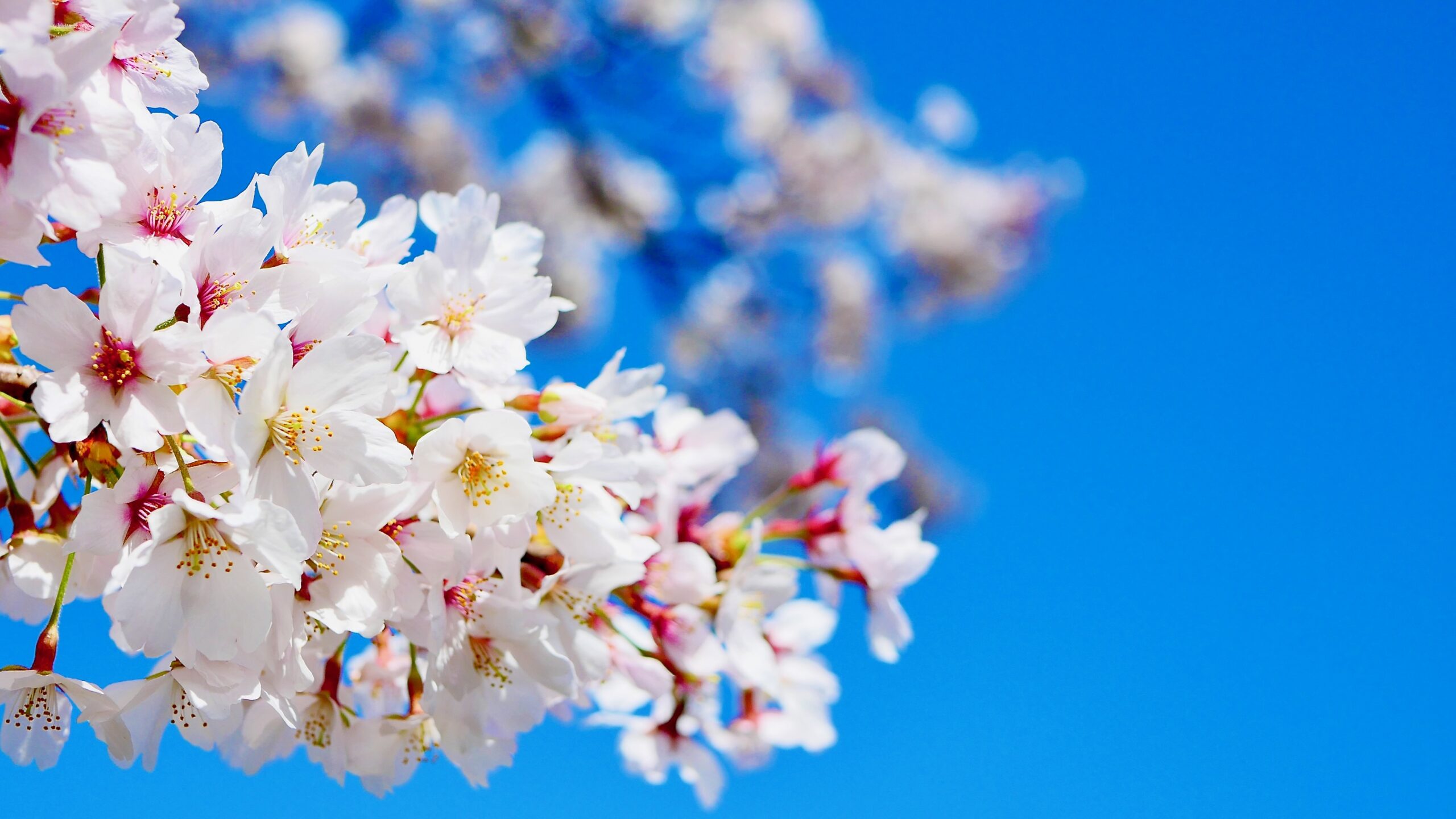 【NAYUTAS 二子玉川校】Rin音「Cherry Blossom」歌詞考察：春風に乗せた青春のひとコマ