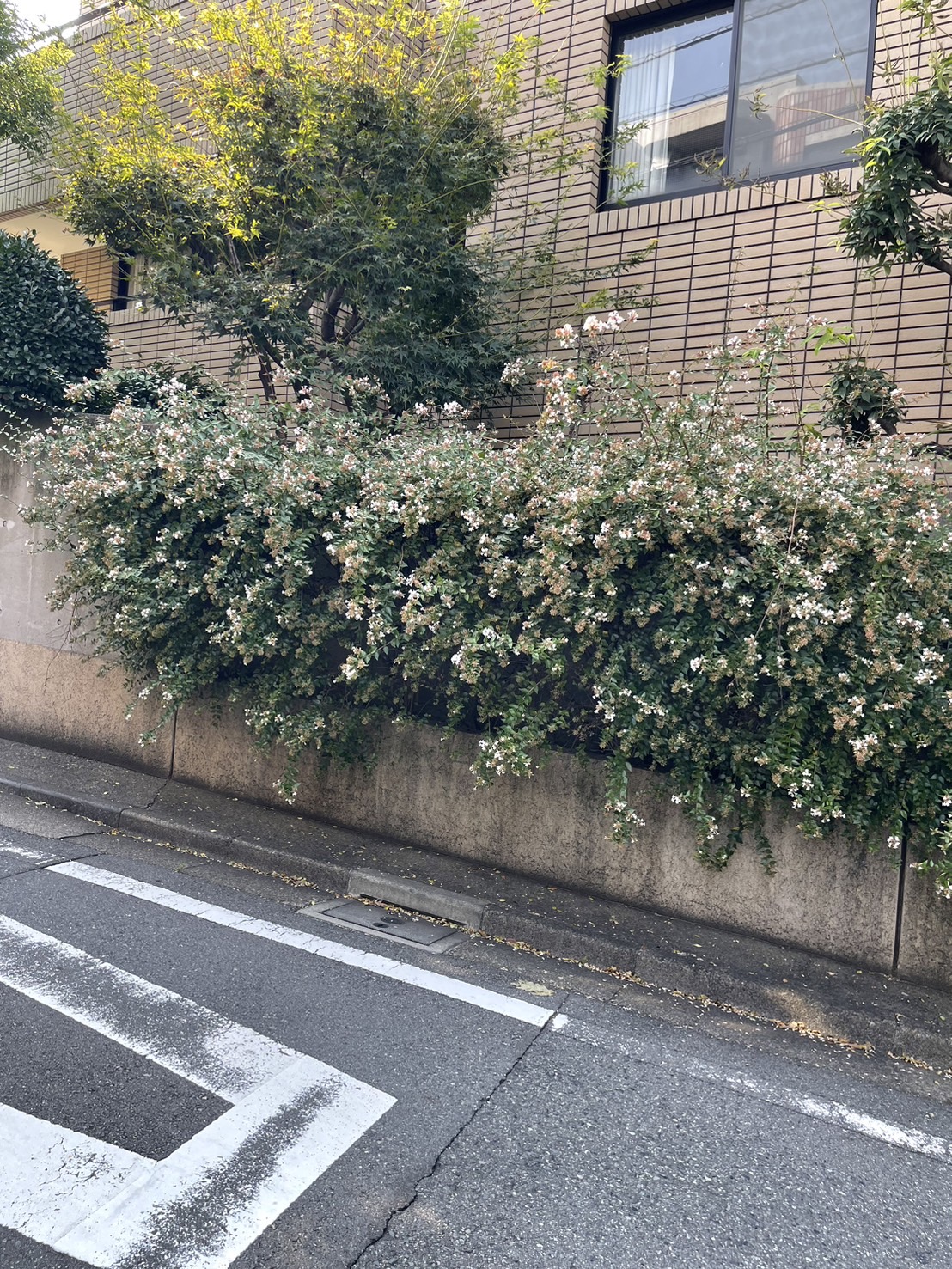 アベリアの花