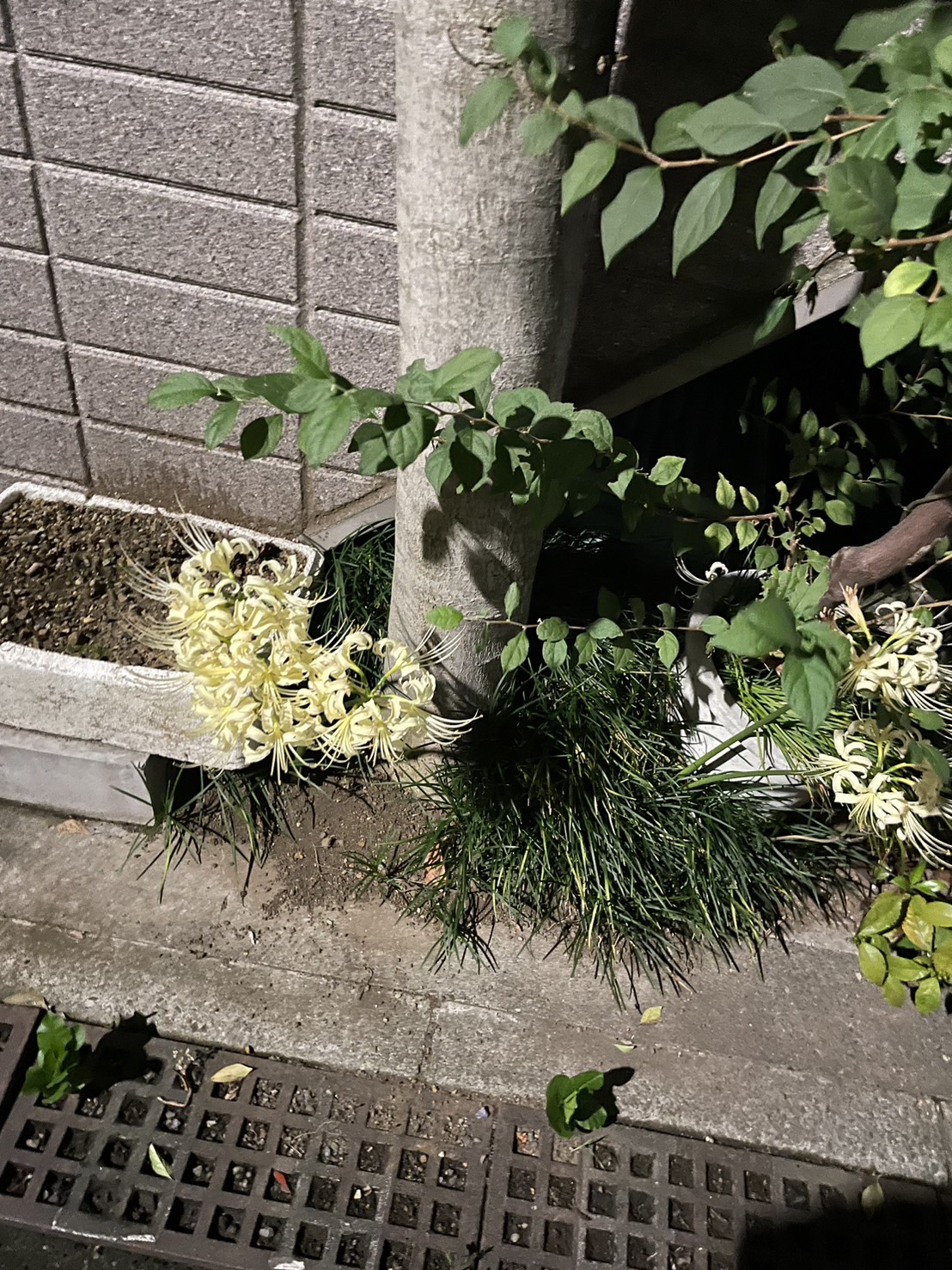このお花は彼岸花でしょうか？