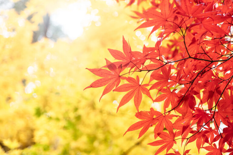 紅葉のシーズンですね