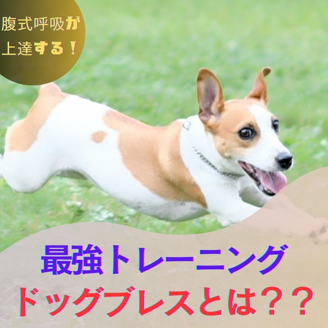 腹式呼吸が上達する！最強トレーニングのドッグブレスとは？？