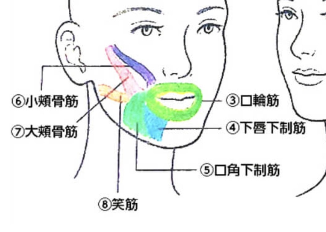 響く声を作る！表情筋トレーニング
