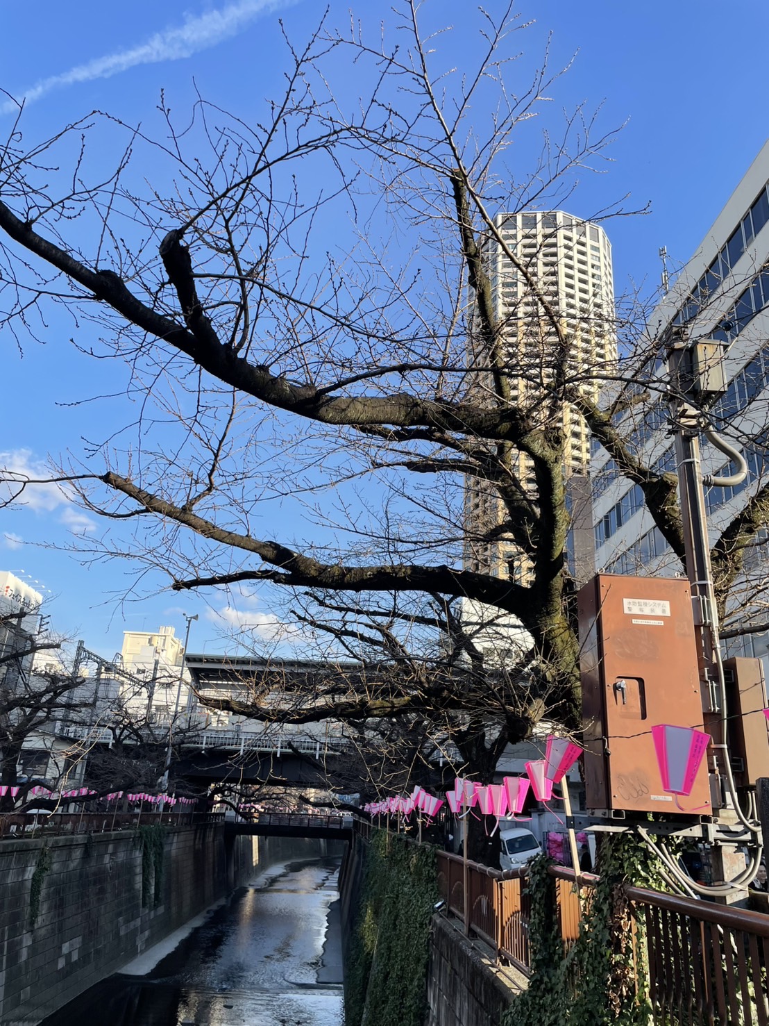 目黒川の🌸
