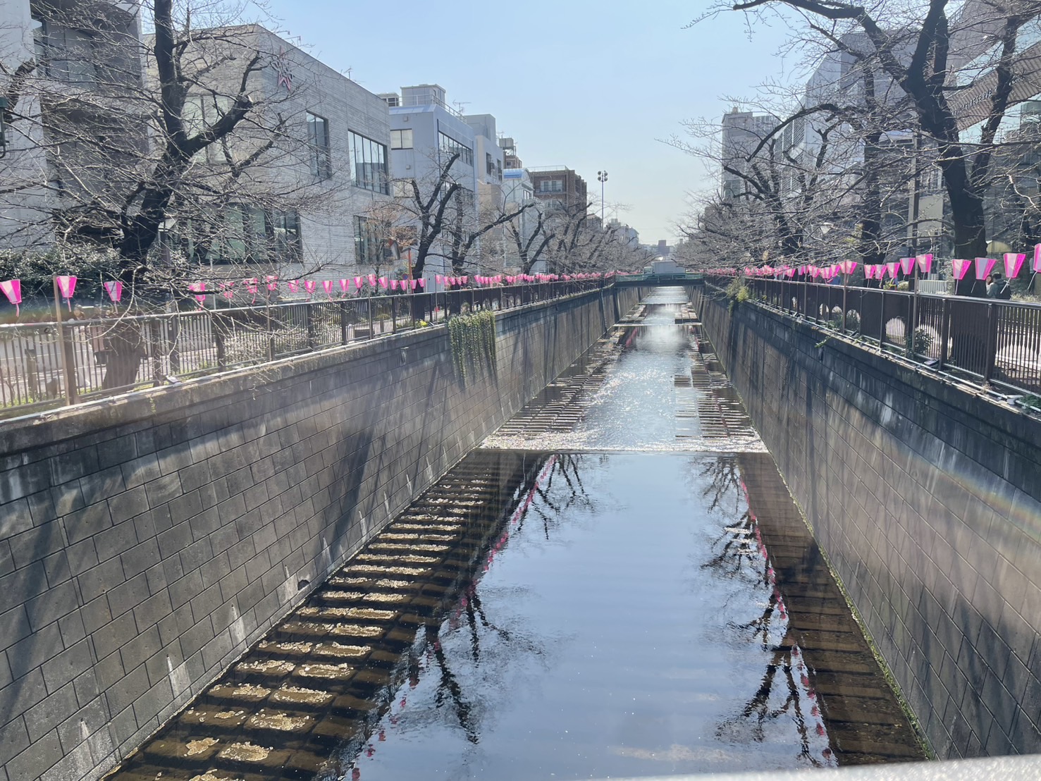 速報 目黒川の桜🌸