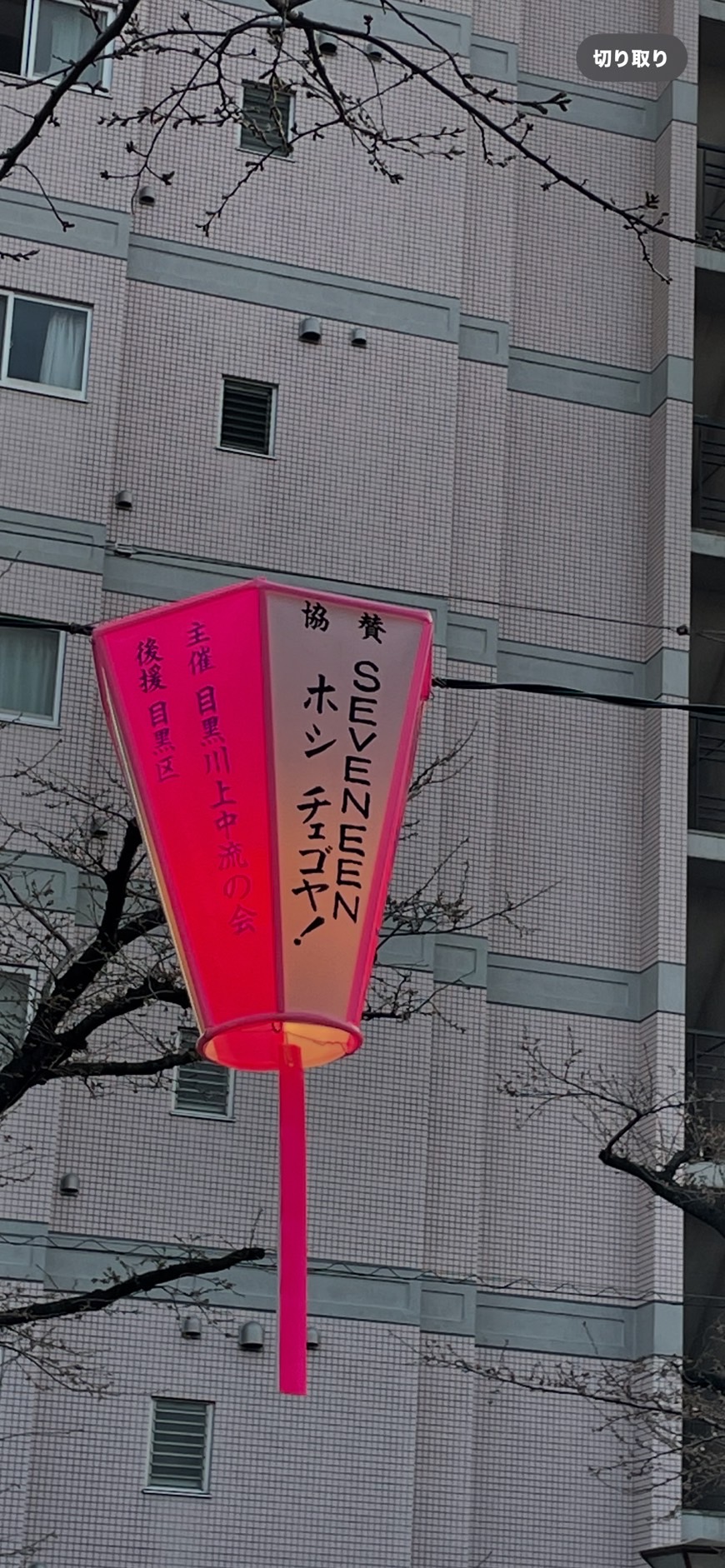 目黒川の桜その2