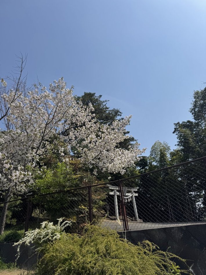 いきものがかりの「SAKURA」について