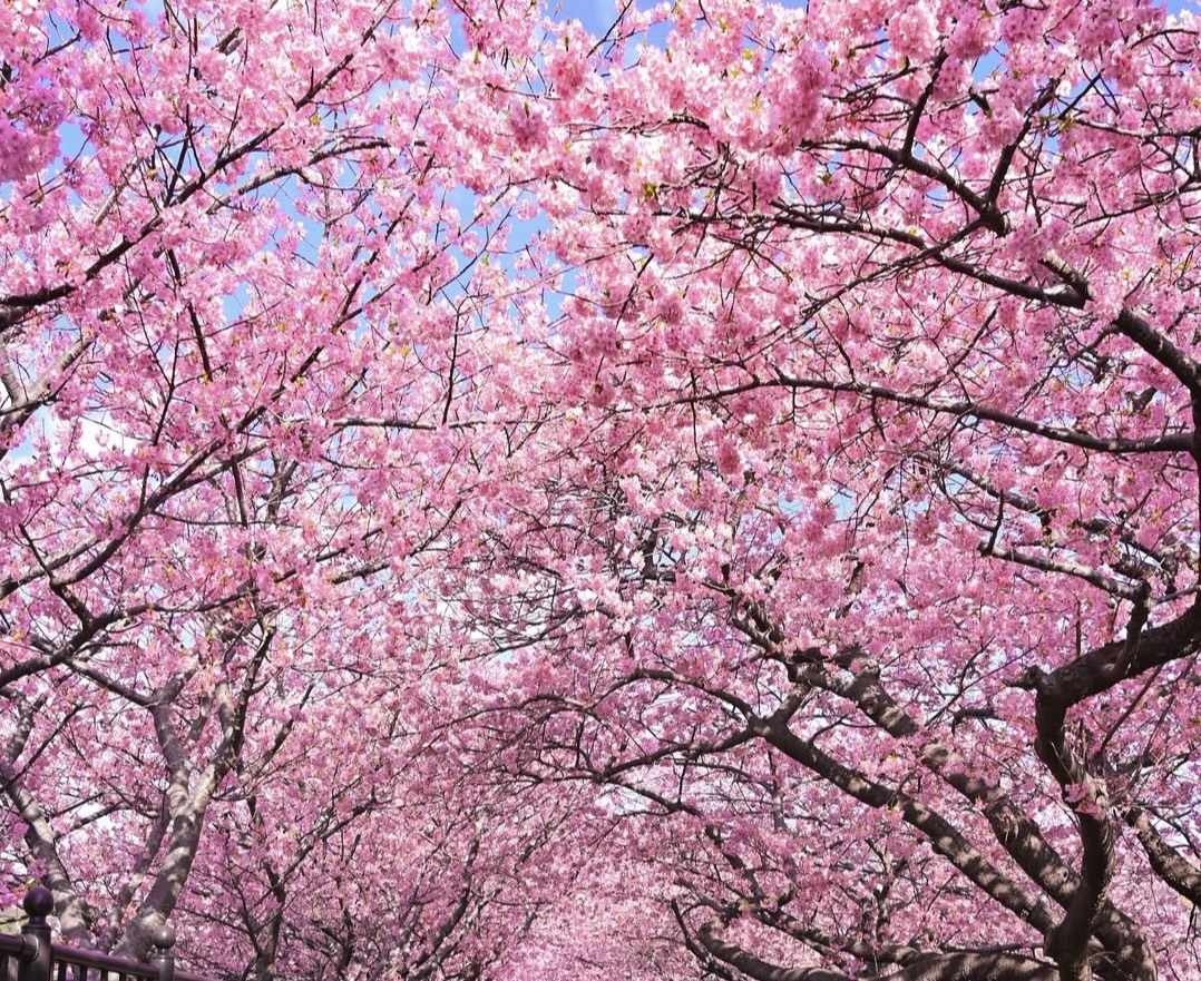 今月のおすすめ曲紹介ʚ🌸ɞ