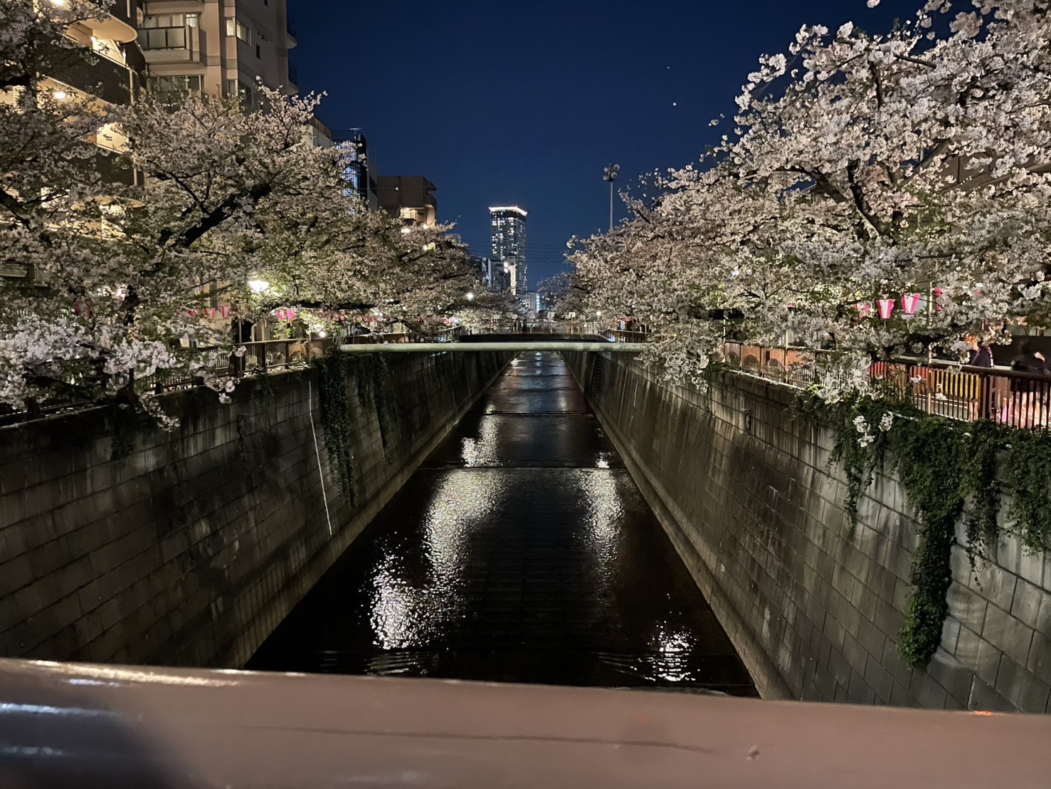 たぶん今年は最後の花見