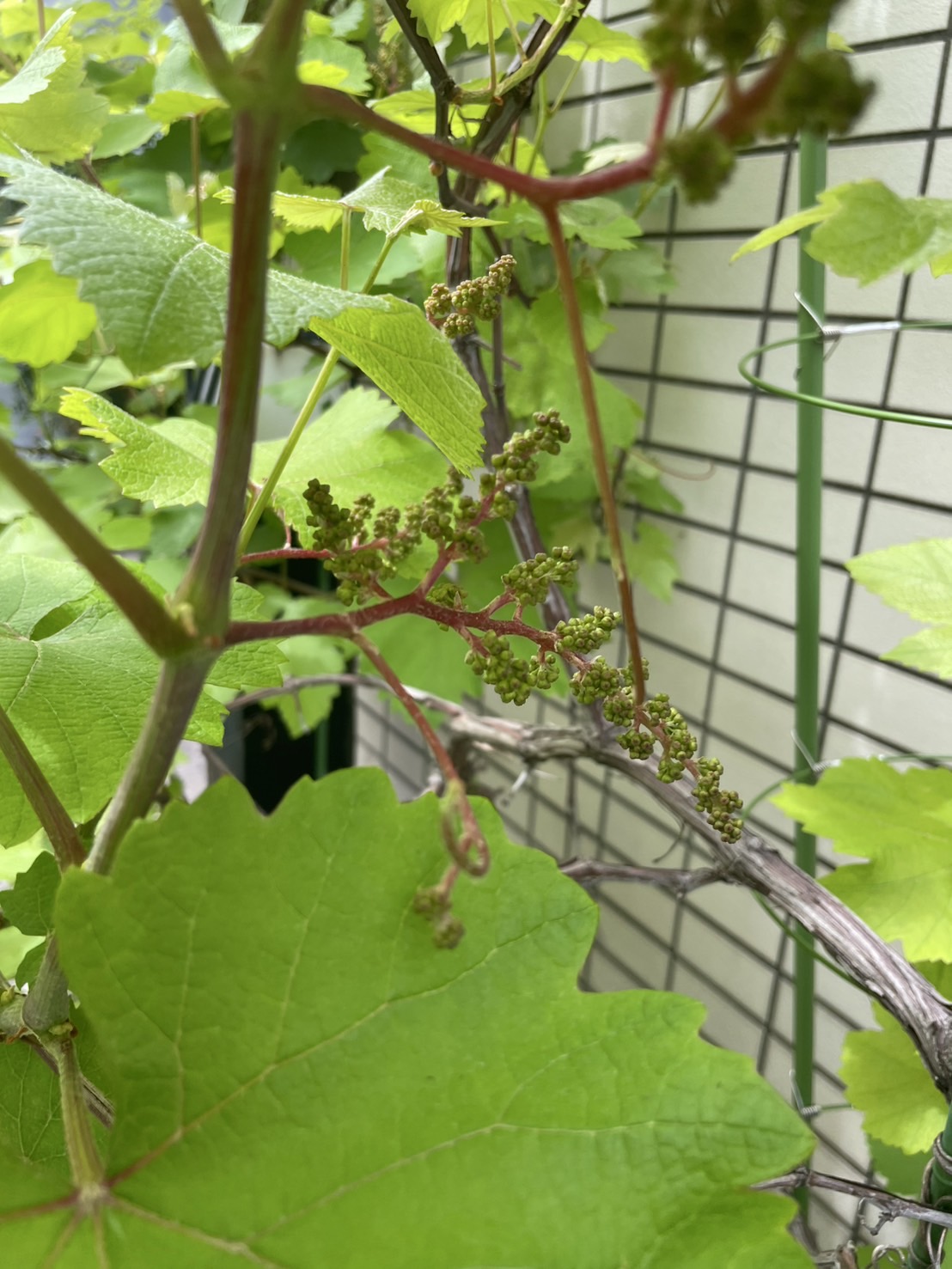 今年もぶどう🍇