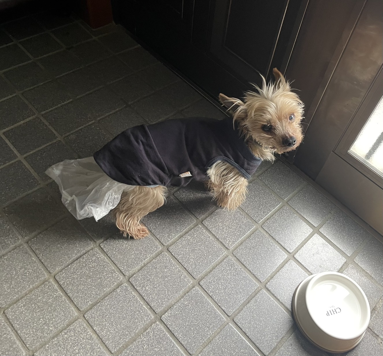 我が家のおじいちゃん犬