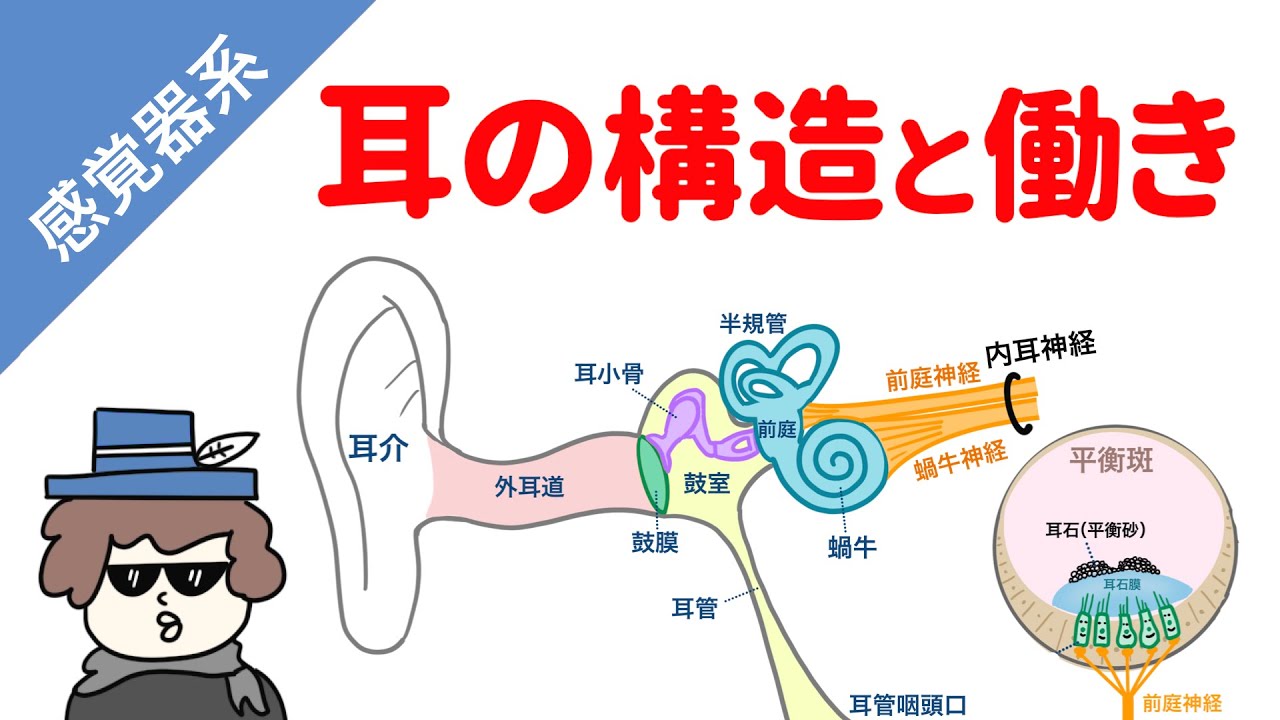 聴力の仕組み