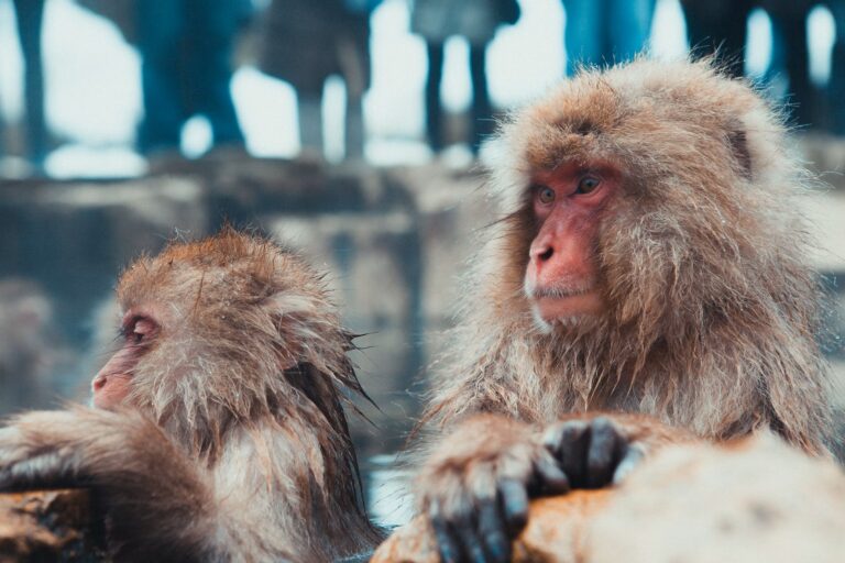旅と友情と自由の歌「タビザルライダー」🐒🎸