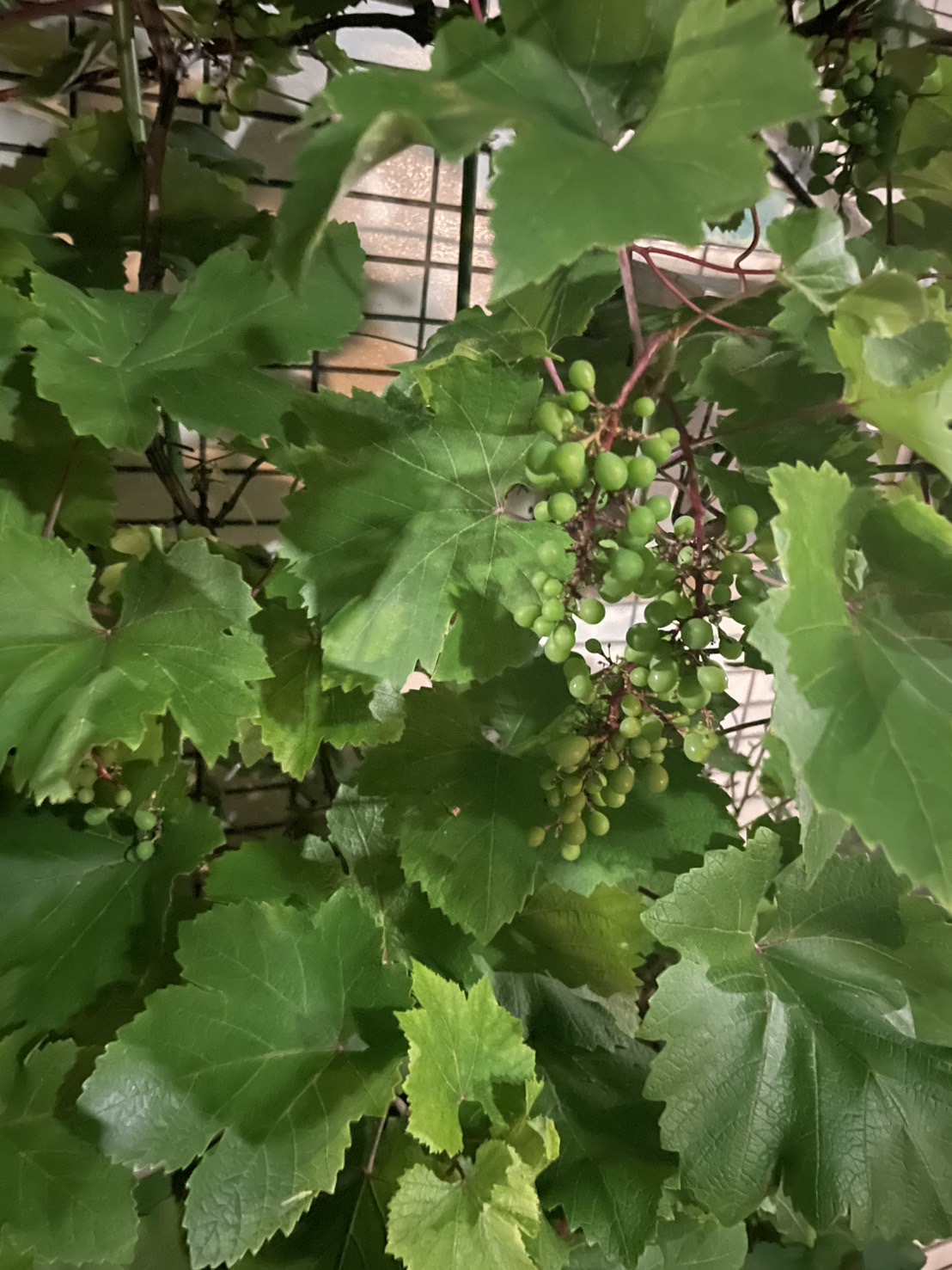 毎年のぶどう🍇の収穫