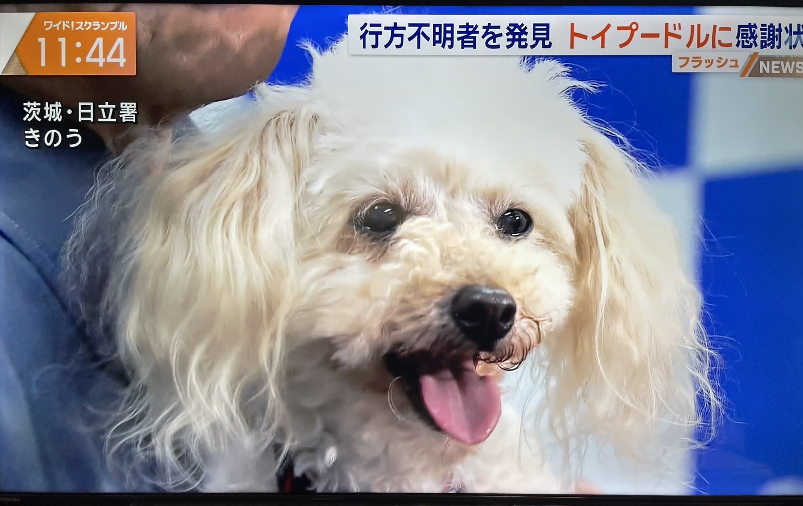 トイプードル警察犬アンズ お手柄！