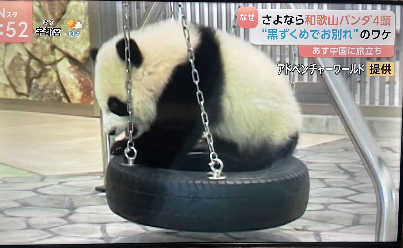 パンダ🐼中国に帰る