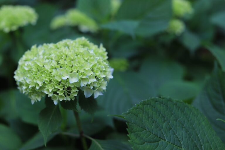 月瀬はるひのMenuettブログ第2章　～梅雨の喉のイガイガと喉ケア～