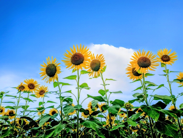夏に聴きたい！爽やかなおすすめKPOP楽曲🎵