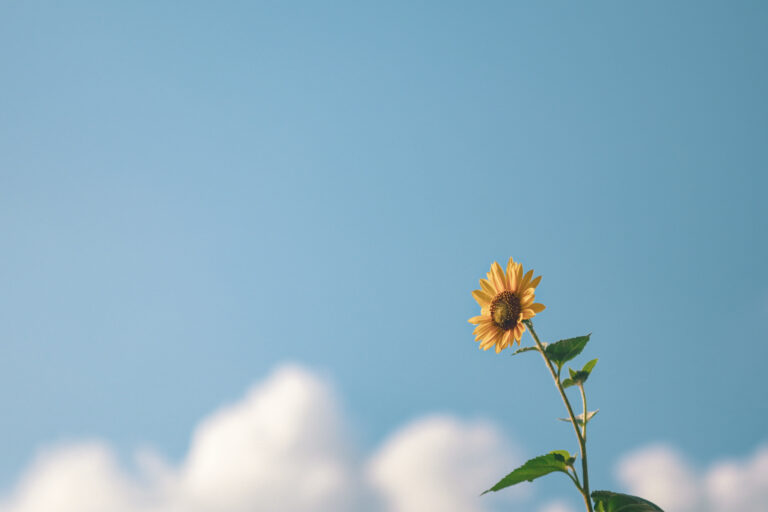【NAYUTAS 浜田山校】ちゃんみな「サンフラワー」歌詞考察：傷だらけの心に咲いた、“希望”という名の花