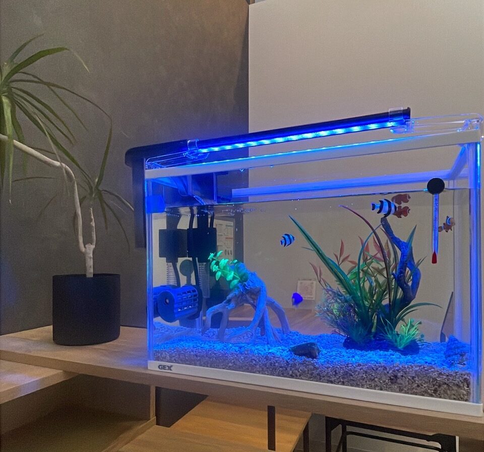 休憩スペースに熱帯魚が仲間入りしました！🐠🫧【NAYUTAS大橋校】