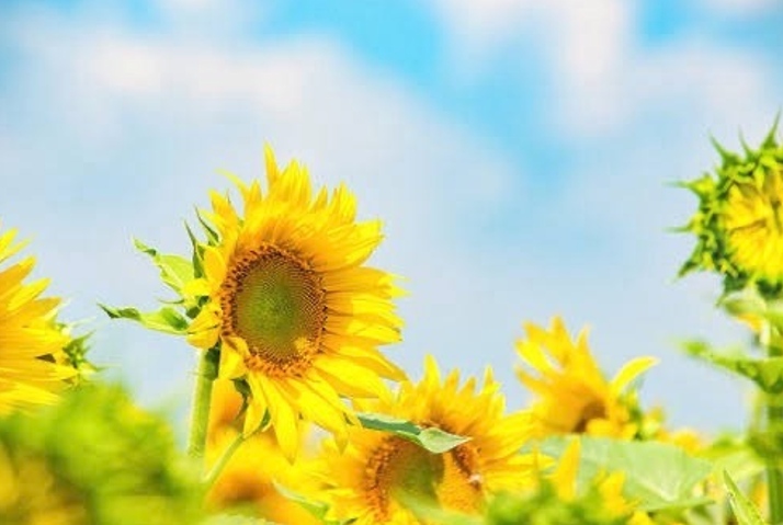 暑い夏に歌いたい🌻おすすめ曲3選！