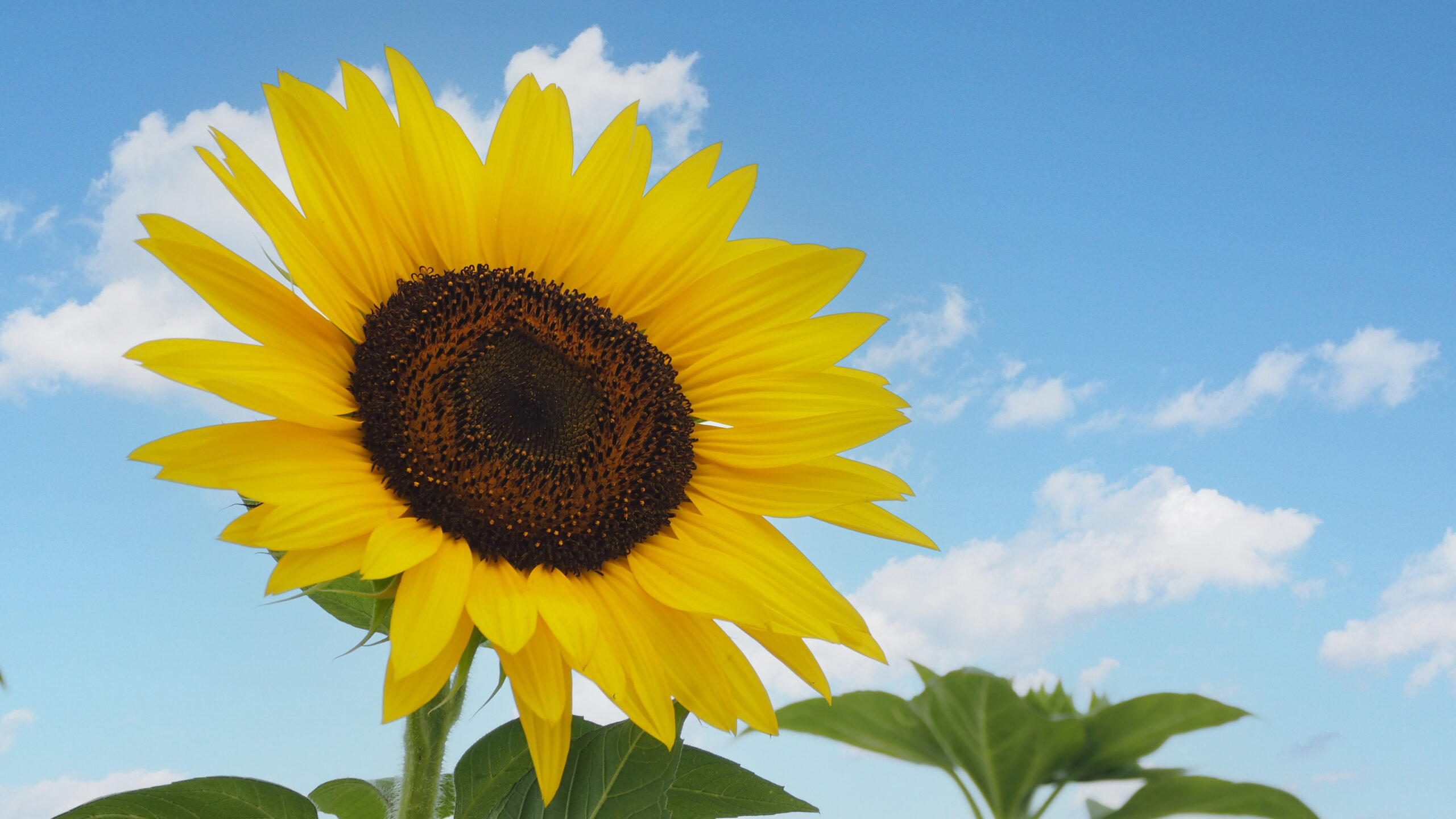 【NAYUTAS 二子玉川校】「強さ」と「弱さ」の狭間で咲く——Mr.Children『himawari』が描く、愛の矛盾と光