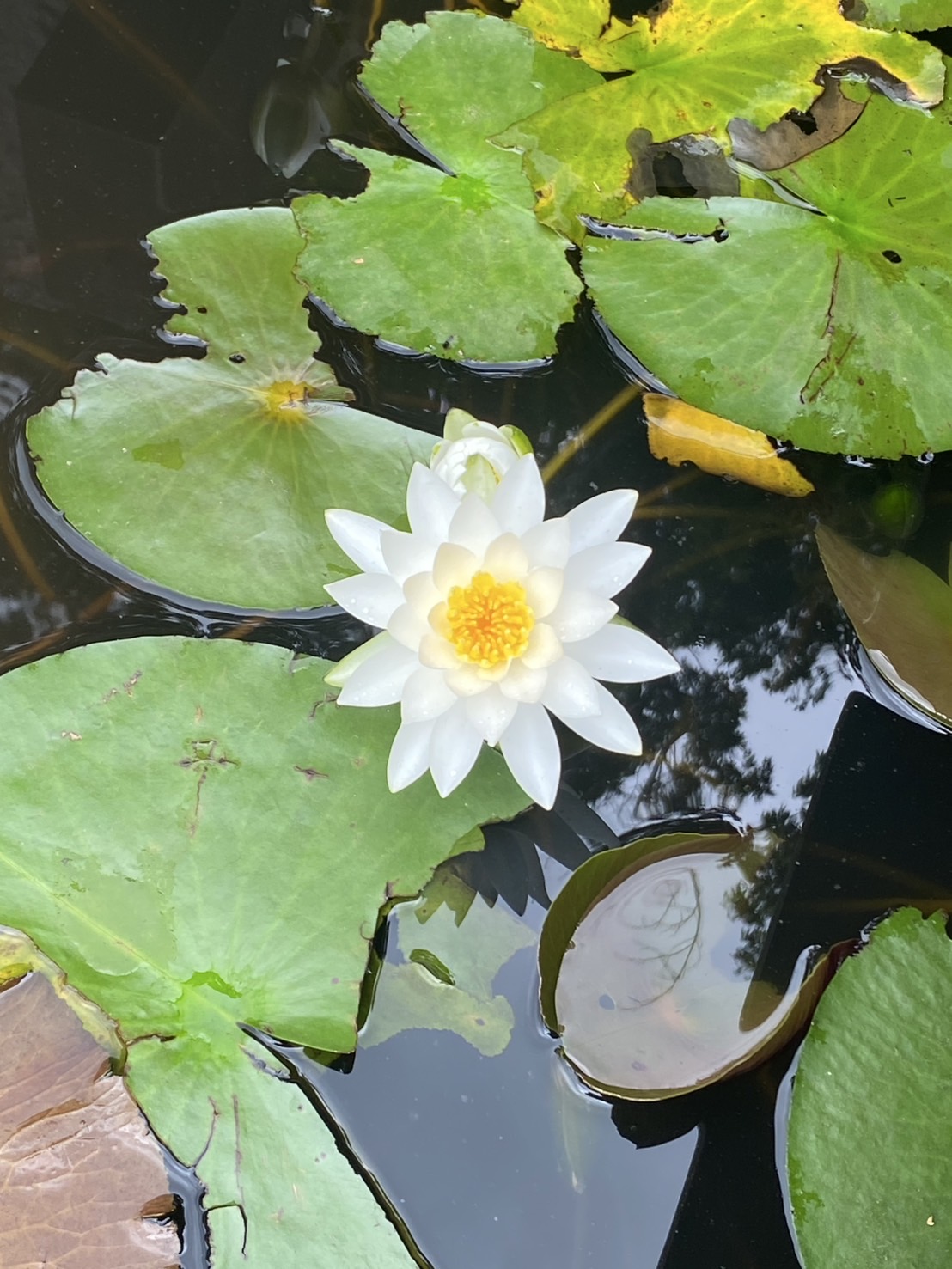 声のケアにもなるボイストレーニング